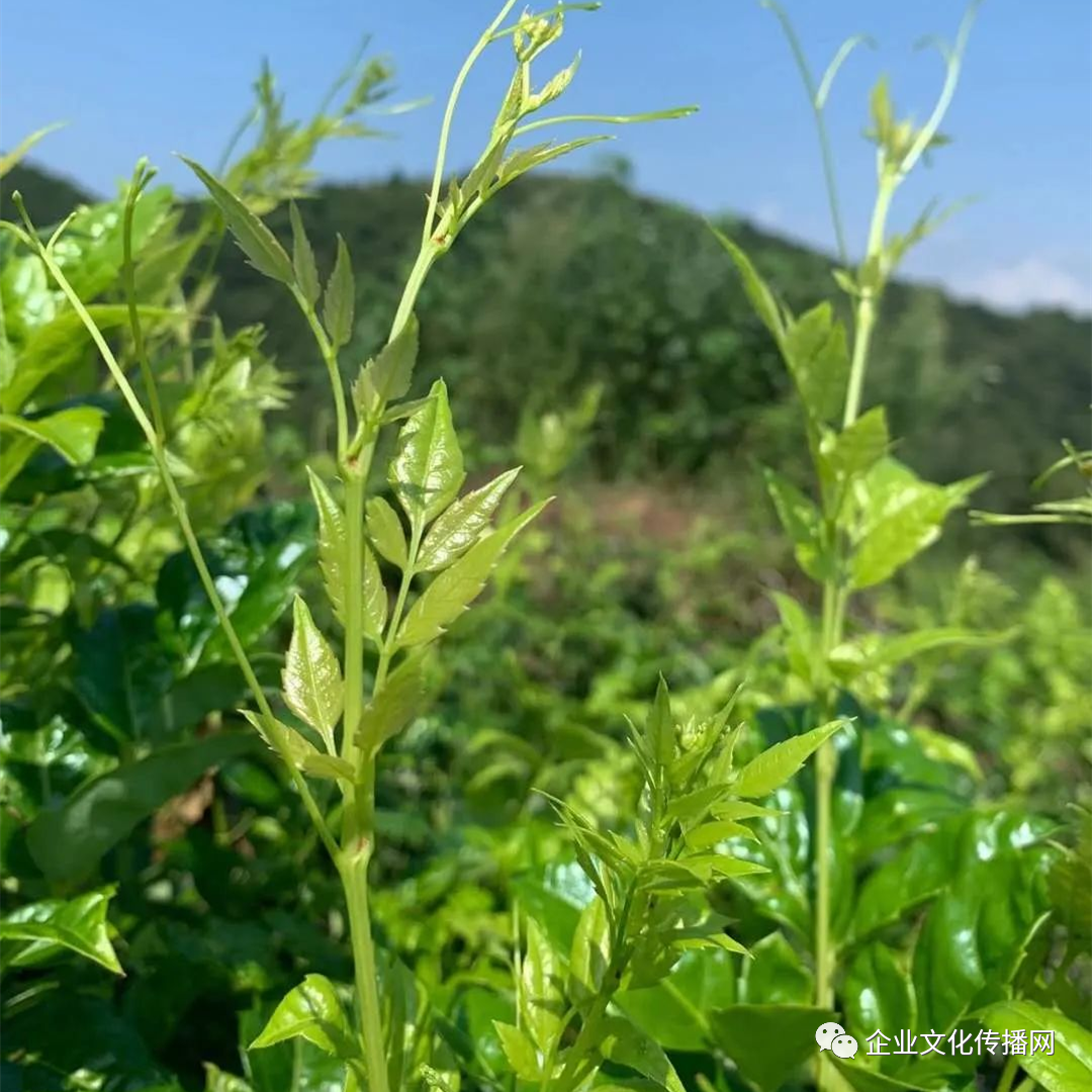 润雅茗芽：给世界一杯好茶